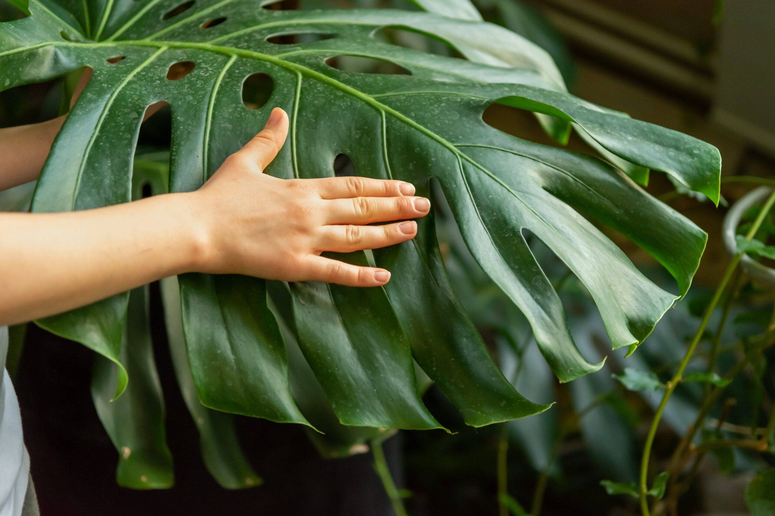 A large monstera leaf with a child's hand reaching out to touch it.