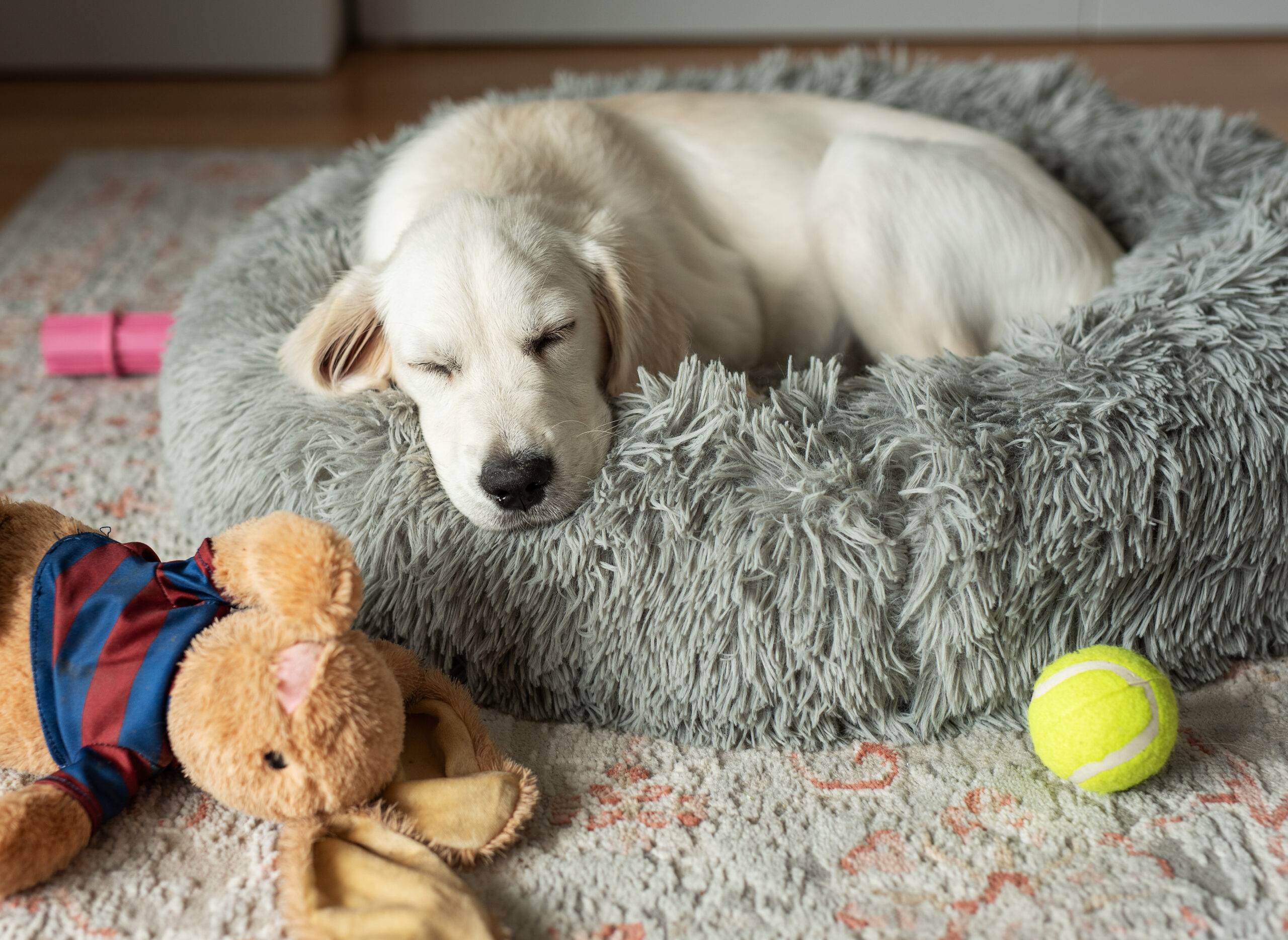 A puppy of a golden retriever is resting in a dog bed. Home pet.