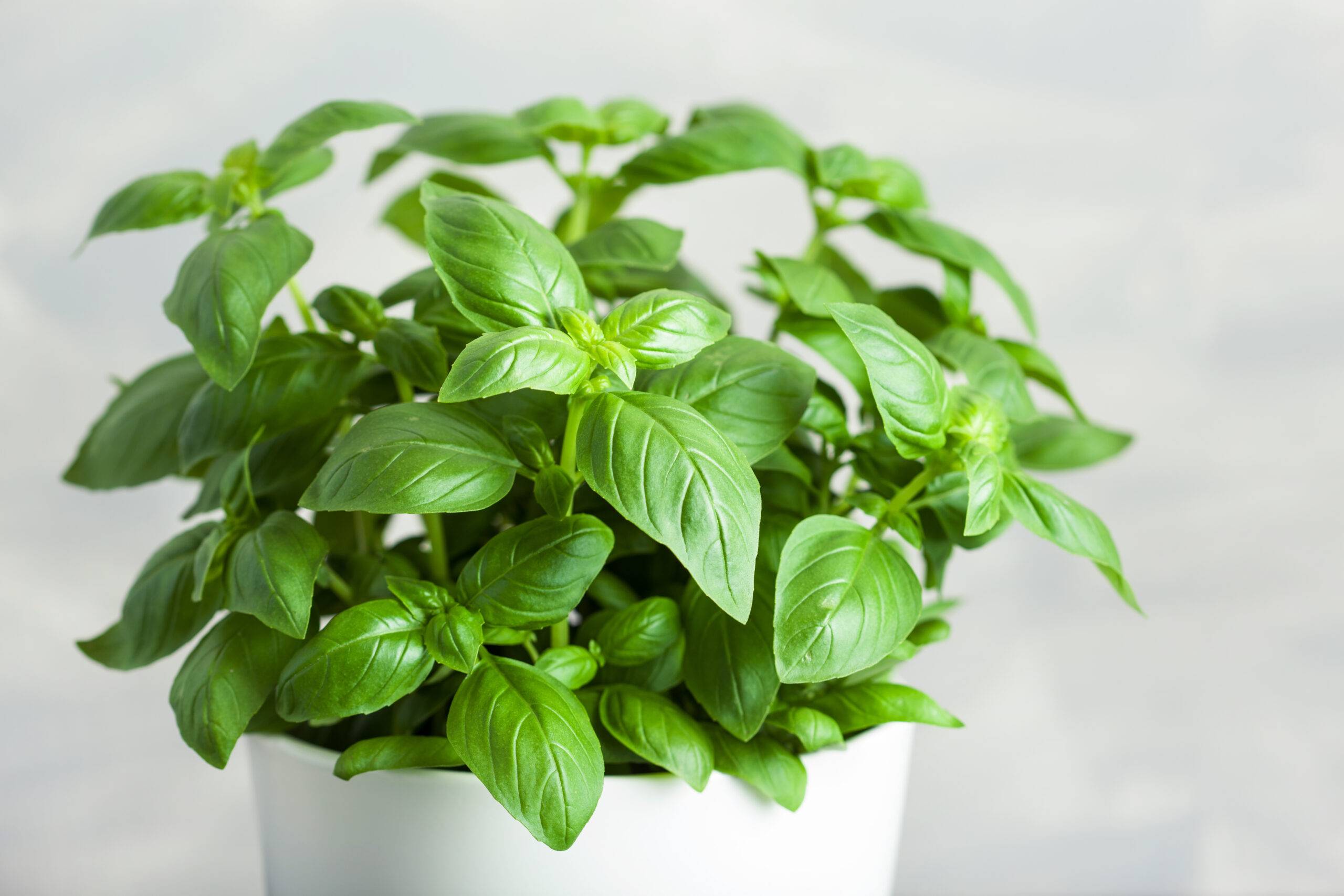 fresh basil herb in flowerpot