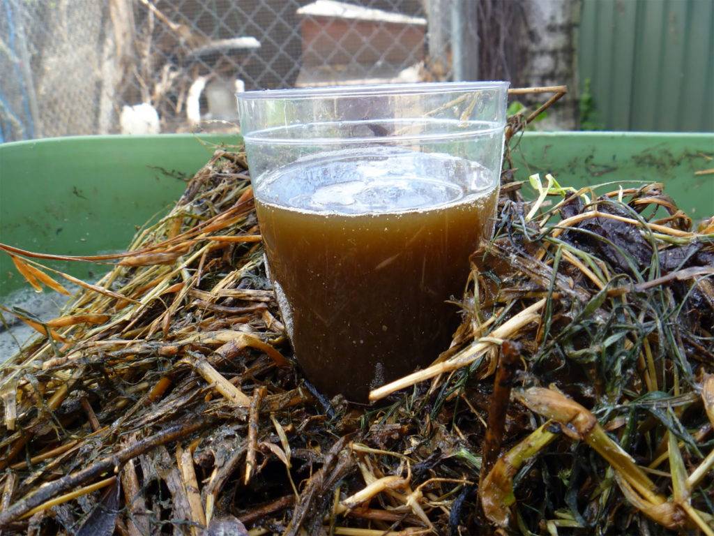 A container of compost tea in a pile of wet leaves.
