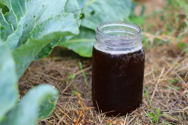 A mason jar of compost tea in the dirt.