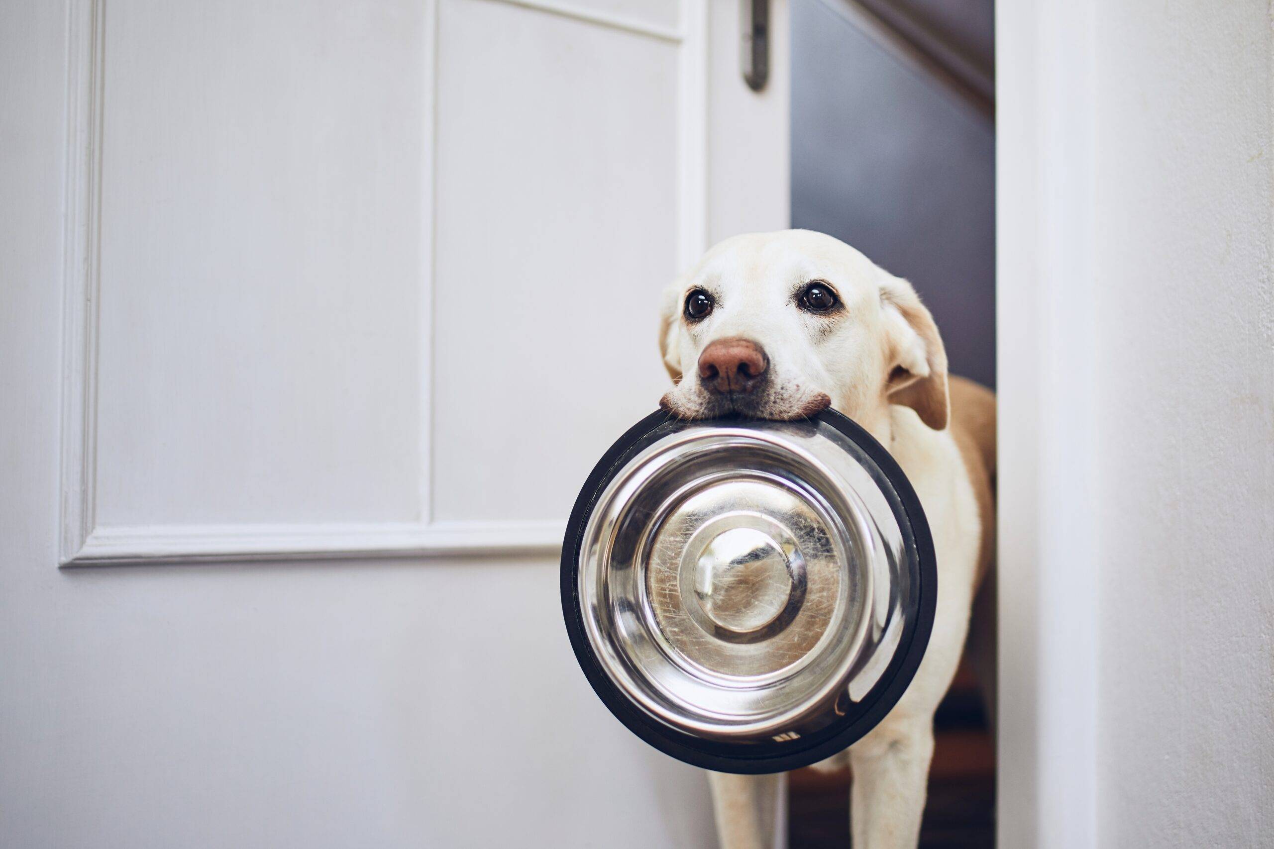 Hungry dog with sad eyes is waiting for feeding. Adorable yellow labrador retriever is holding dog bowl in his mouth.