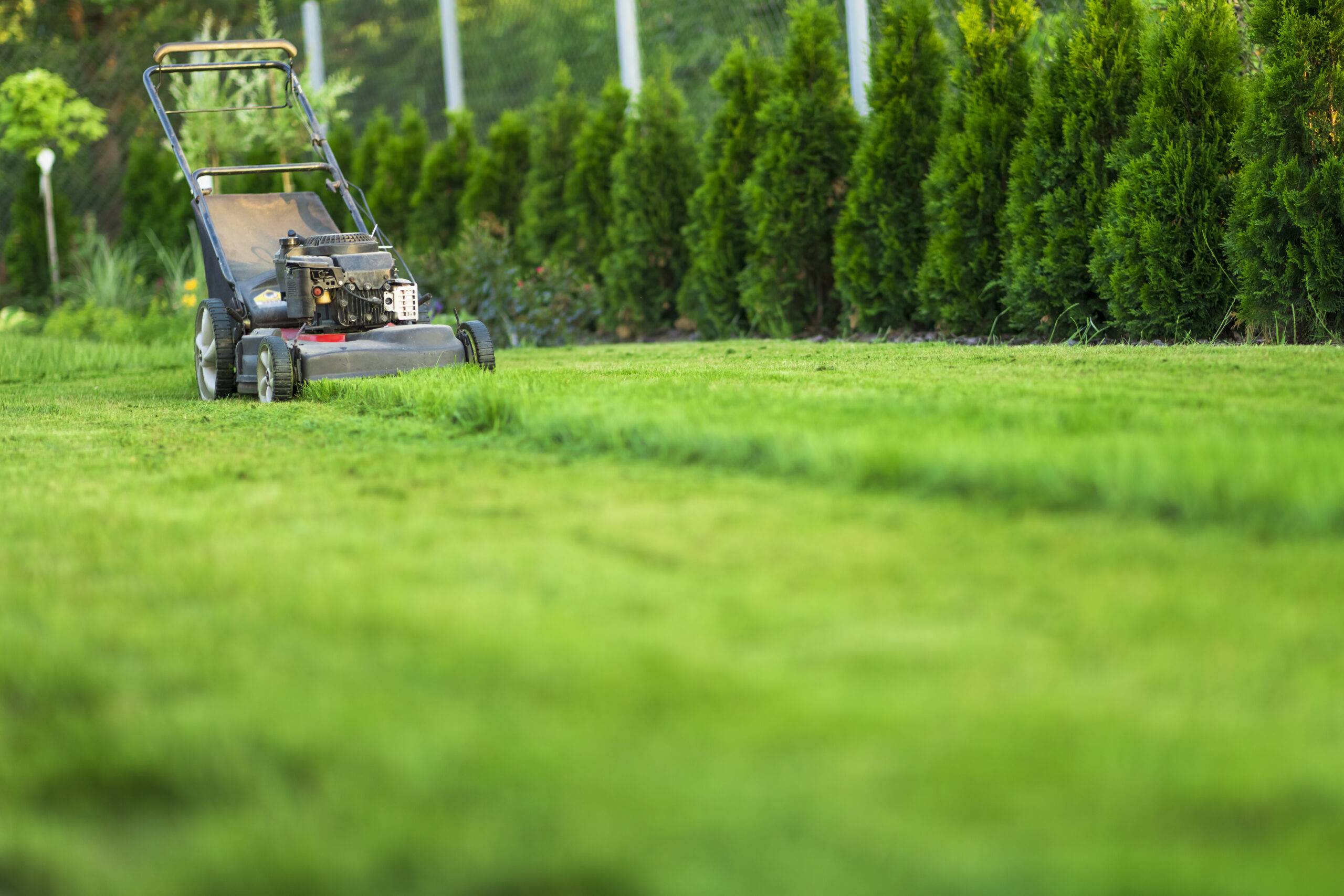 A mower in a lawn that's been half cut in rows.