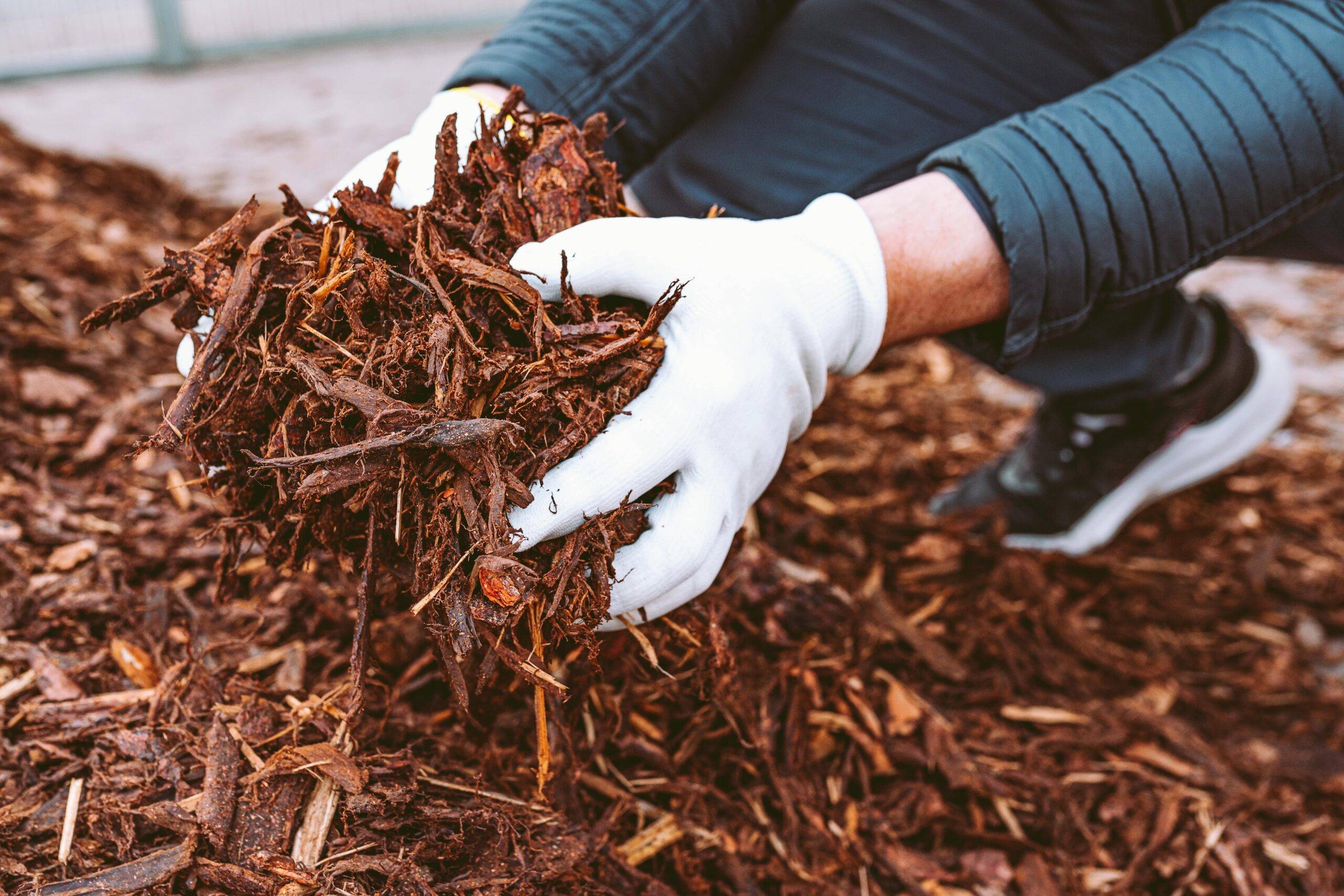 A pair of hands grabbing a handful of mulch.