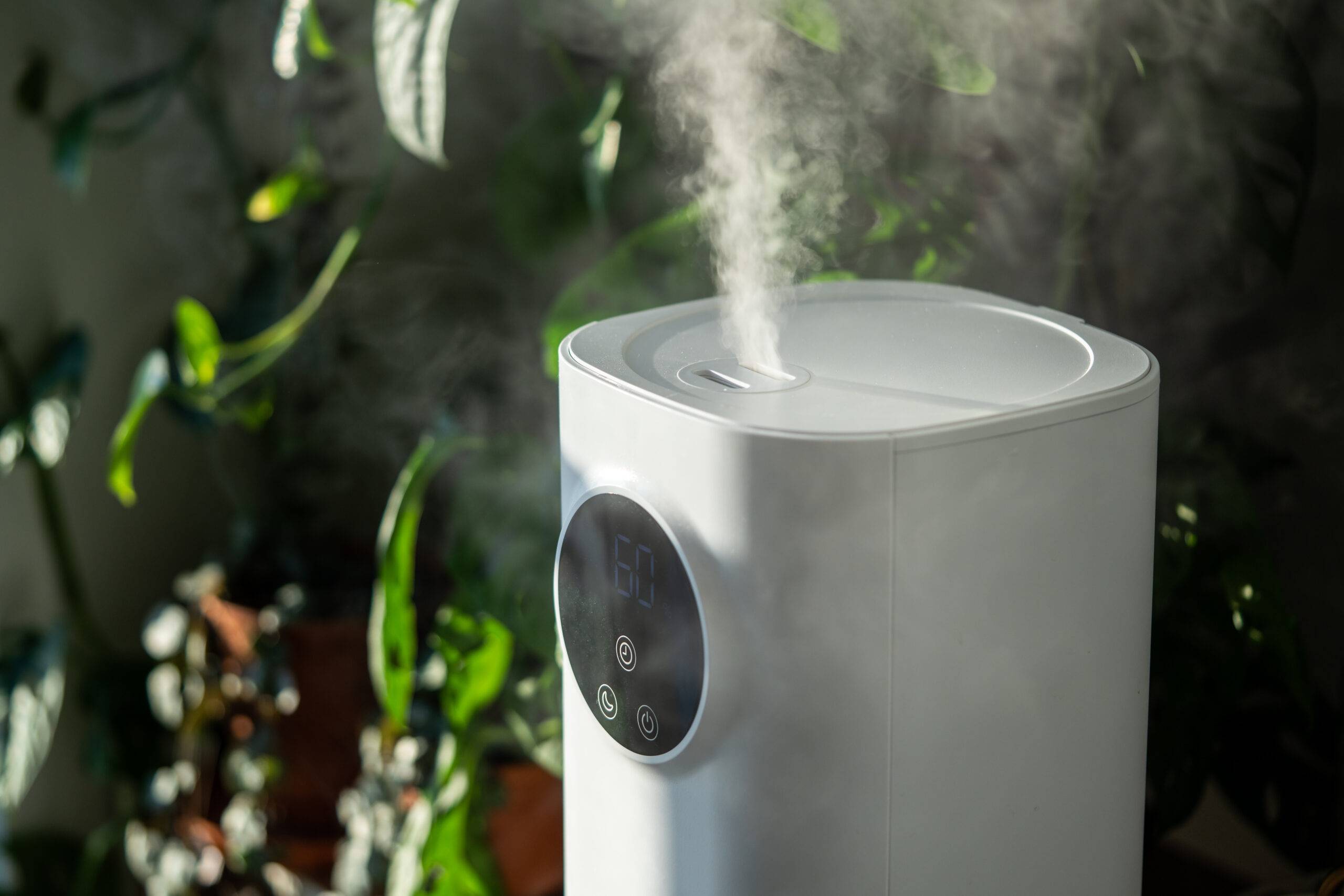 Closeup of humidifier at home, moistens dry air surrounded by houseplant, soft focus on steam. Plant care. Humidification, comfortable living conditions. Diffuser, climate equipment for apartment.