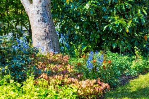 A corner of a garden with lush plants.