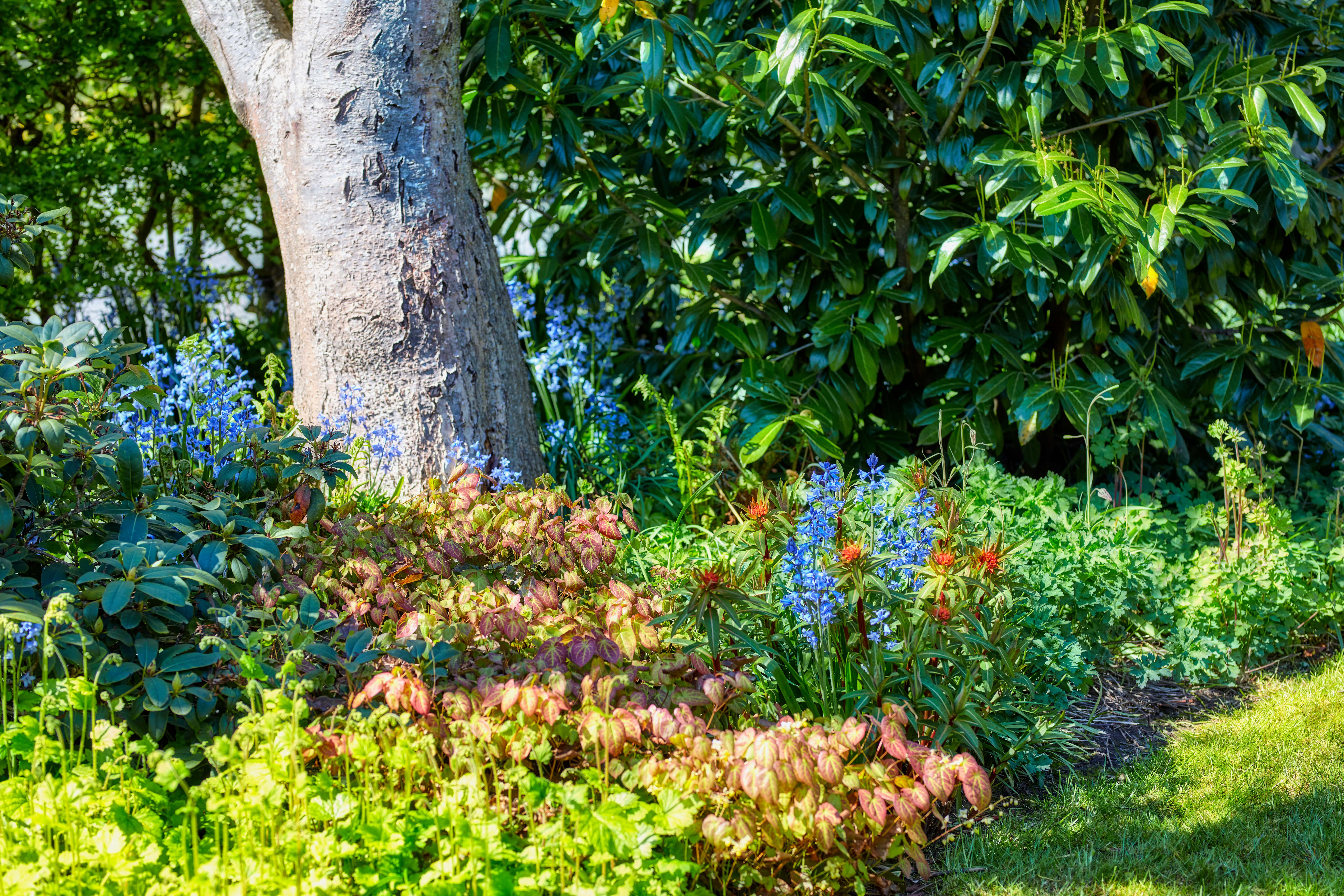 A corner of a garden with lush plants.