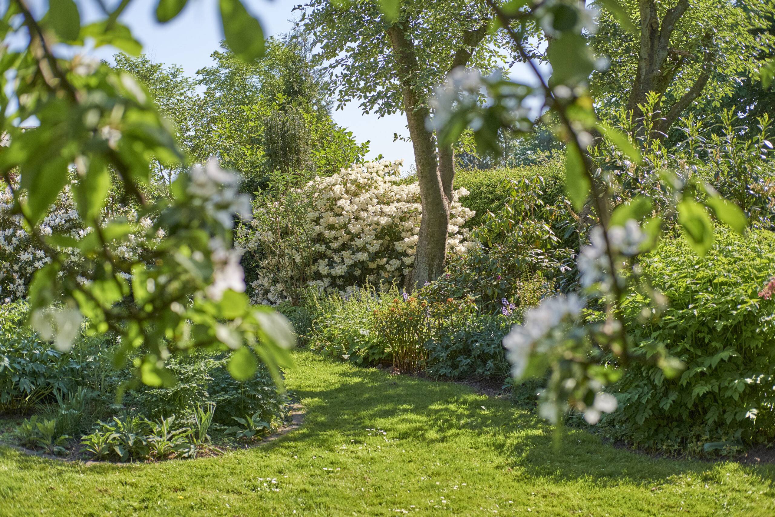 A backyard garden full of lush plants.