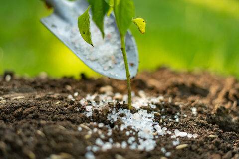 Put some fertilizer gmo or poison in shovel in the soil under small plant.