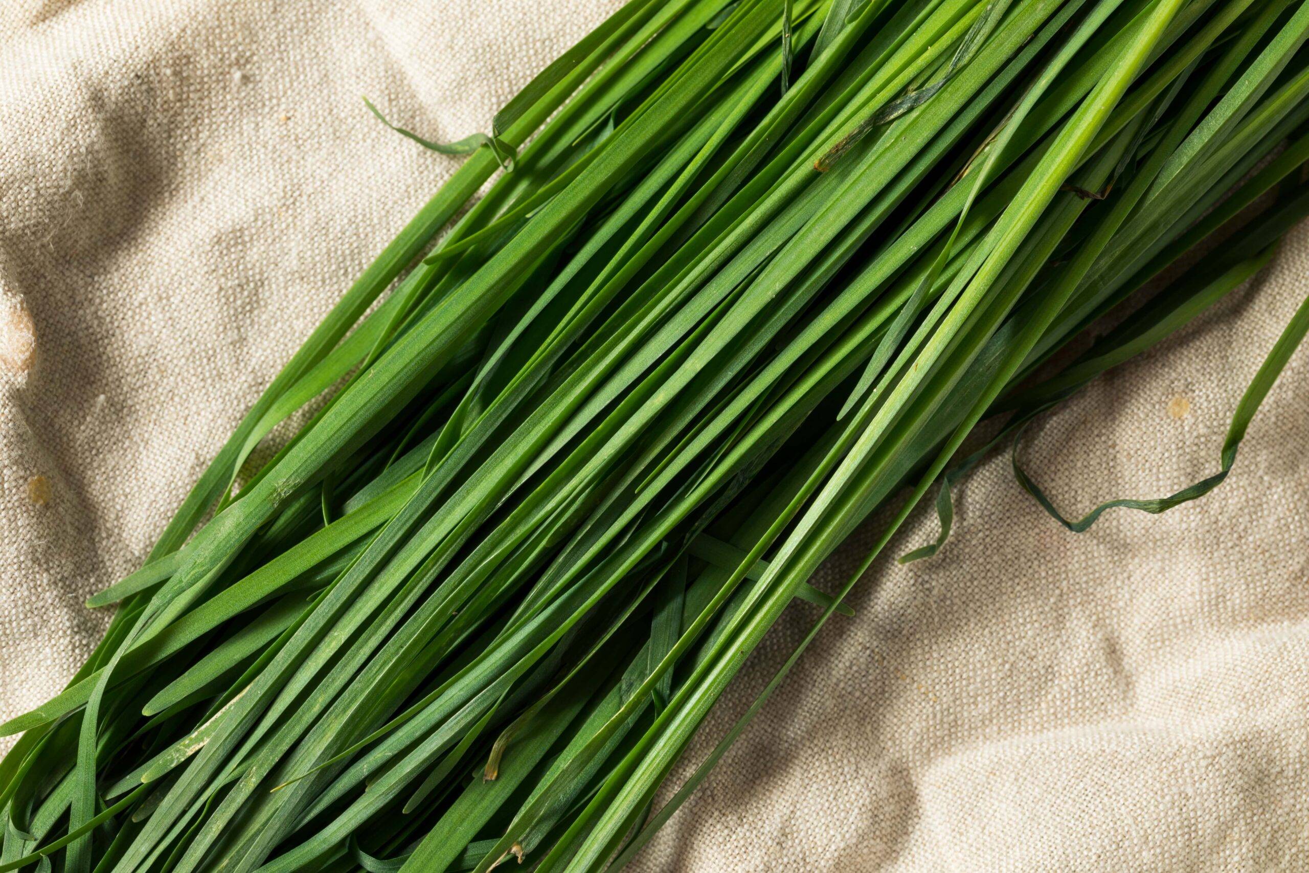 A bunch of chives on a cloth.
