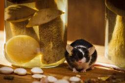 How To Keep Mice Out Of Your Kitchen For Good