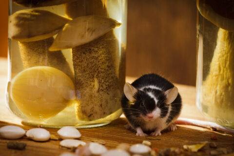 Small mouse with jar and mushroom in basement