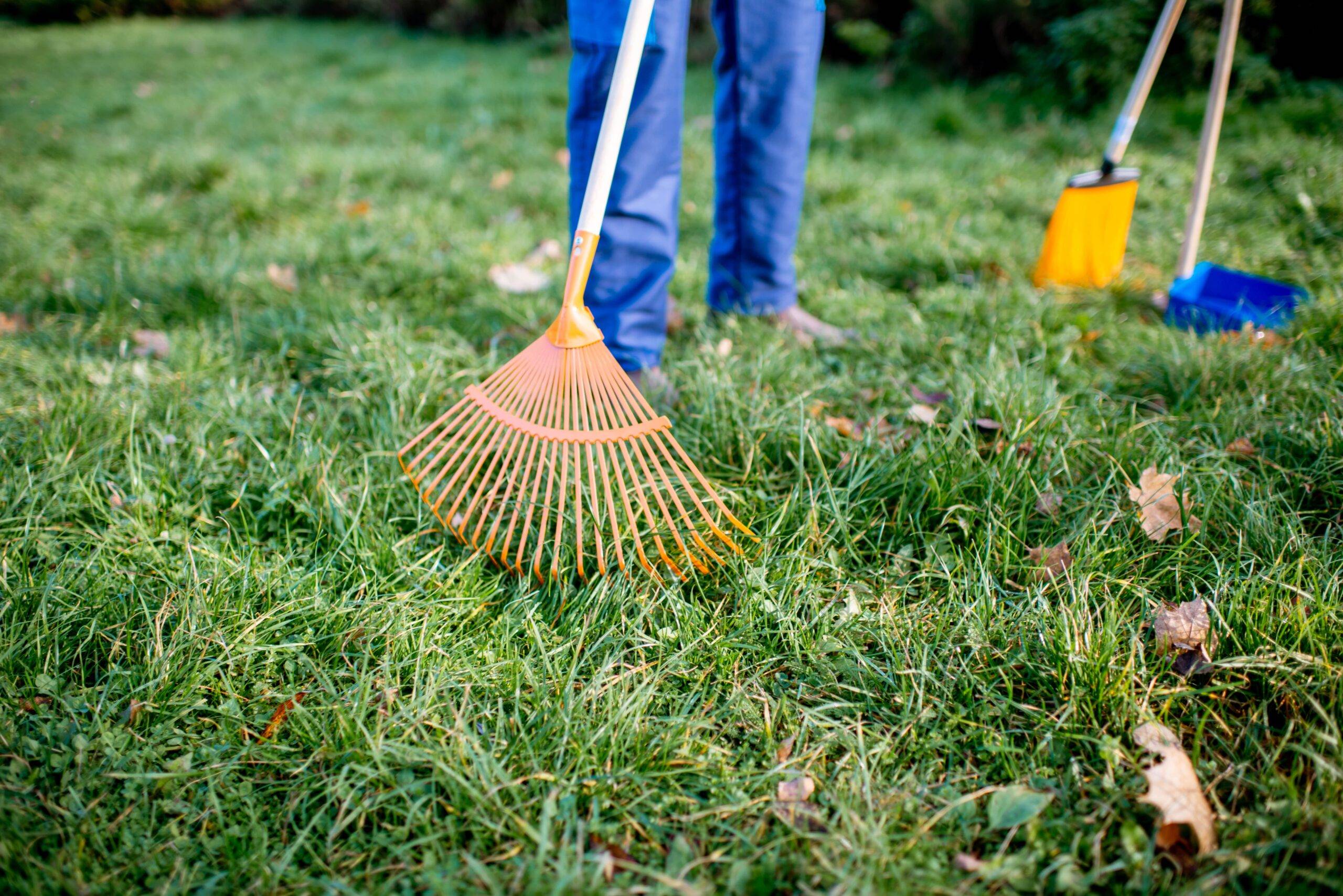 A person raking grass clippings in a lawn.