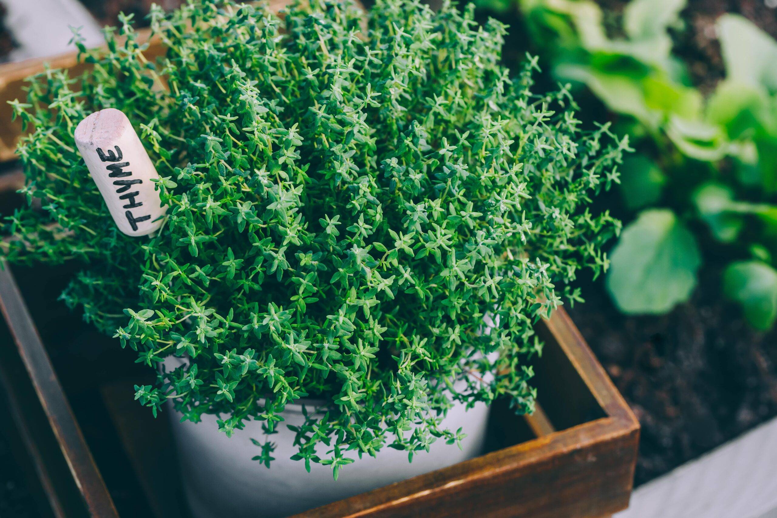 A pot of grown thyme.