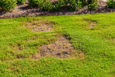 Grass with exposed bare spots.