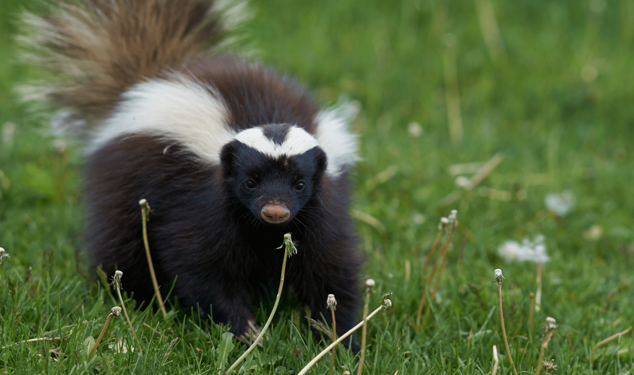 A skunk in the grass.