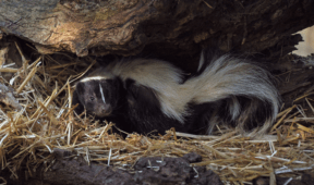 How To Keep Skunks Out Of Your Yard For Good