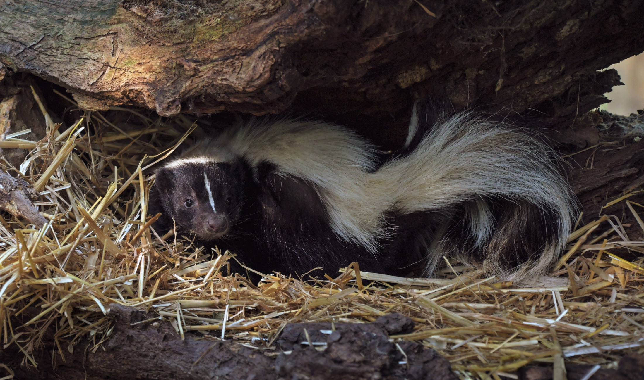 A skunk in a hole in a tree.