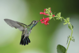 5 Flowers That Attract Hummingbirds to Your Garden
