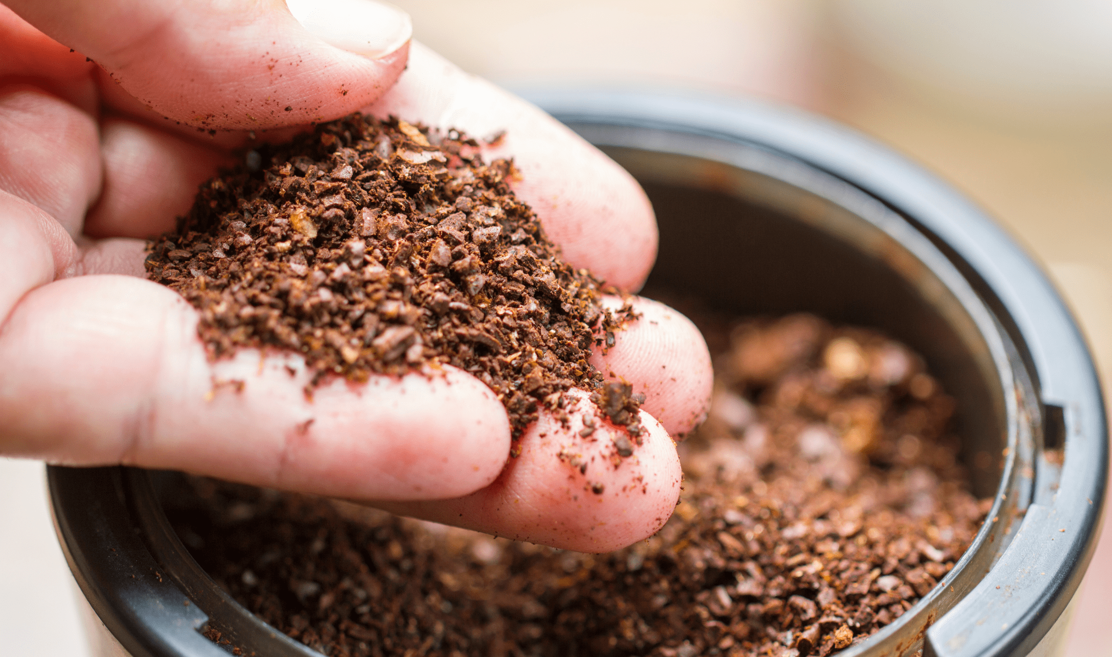 A person holding some coffee grounds in their hand.