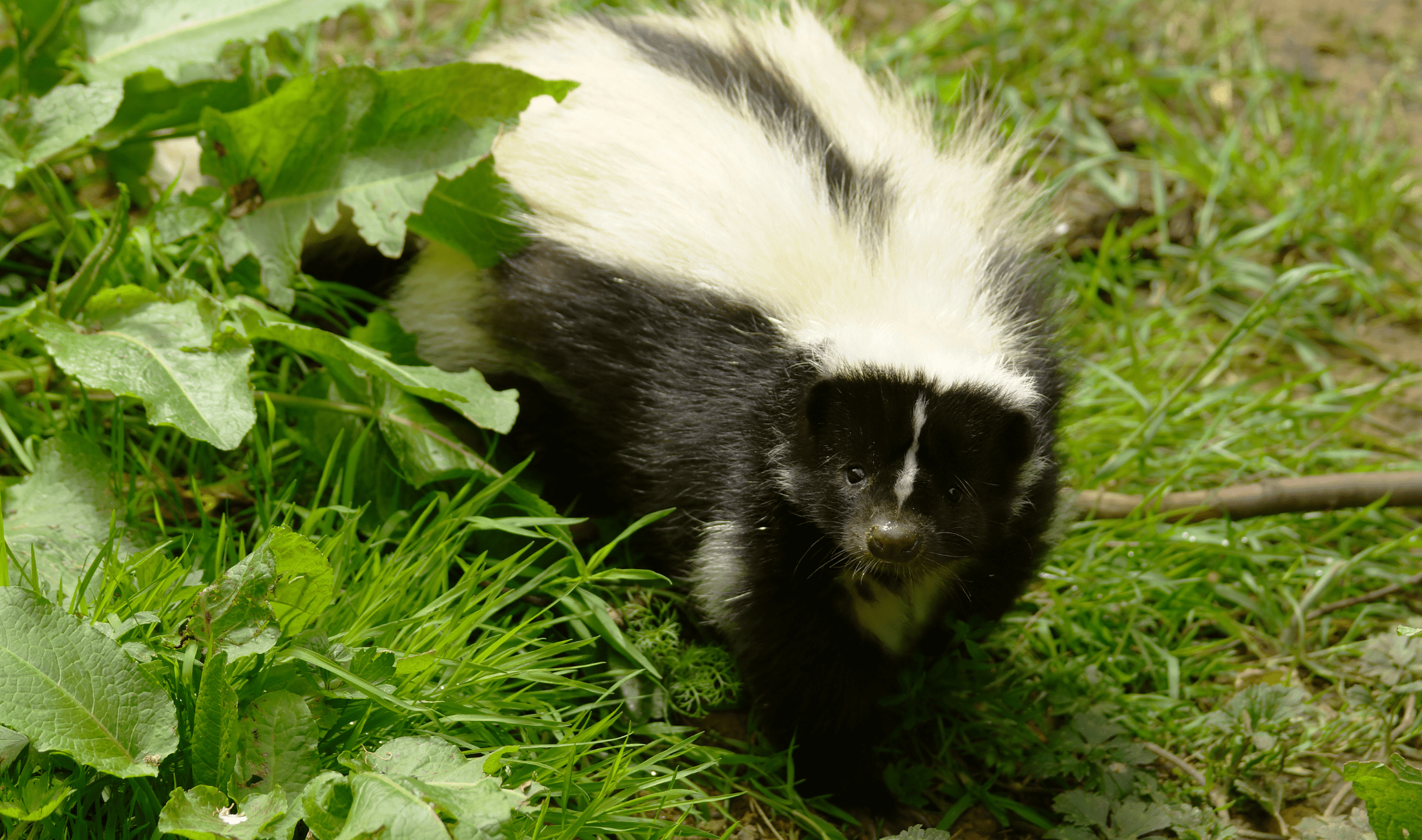 A skunk in the grass looking up at the camrea.