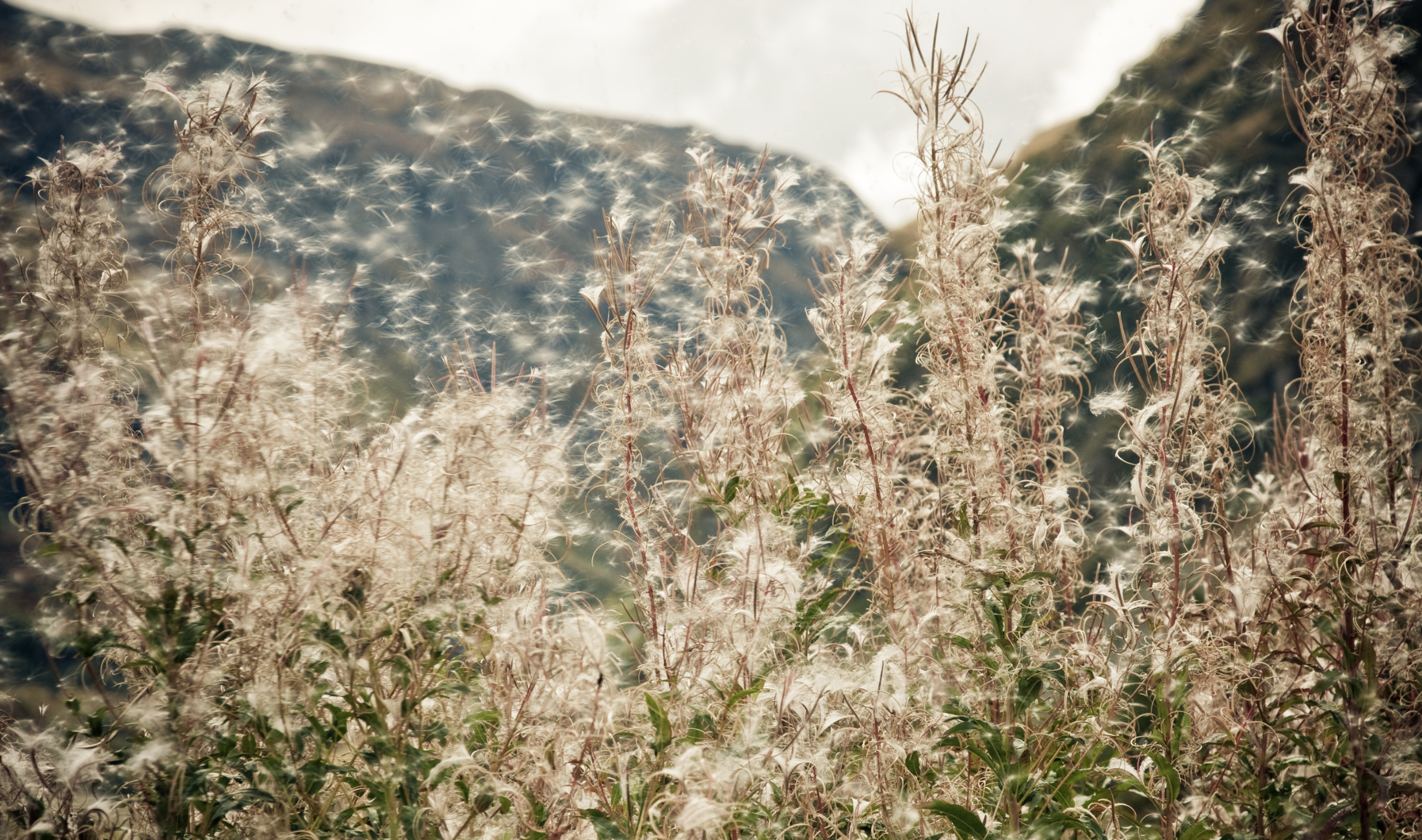Dandelion tufts and pollen in the air.
