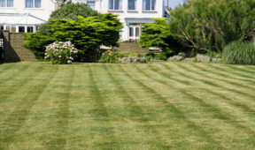 Mowing Your Lawn This Way Prevents Weeds From Spreading