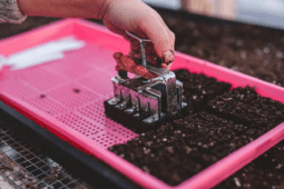 Why ‘Soil Blocking’ Is a Better Way to Grow Your Seeds