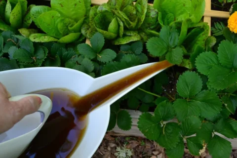 A person pouring compost tea into a plant.