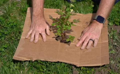 A pair of hands laying a square of cardboard, with a hole cut out in the middle, around a plant.